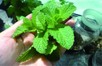 2010中国植物提取行业前景