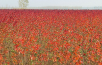 红豆杉种植行业动态